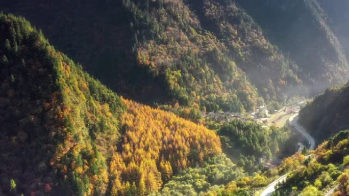 一大片金黄的日本落叶松林后面是一个新的藏族村庄