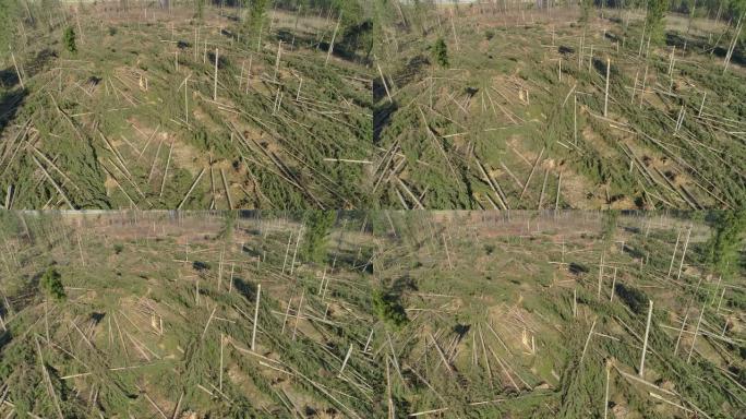 空中: 大风过后，云杉林的大部分被连根拔起。