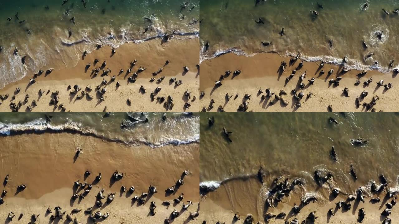 壮观的空中变焦，看到一大群海角海狗在游泳，躺在海岸线上晒太阳