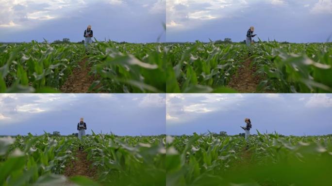 留着棕色长发，帽子和工作服的农夫妇女，站在她的农业玉米田里，弯下腰，检查田地上的植物