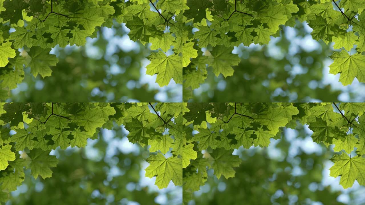 枫叶绿叶背景。格林恩风中的新鲜叶子。模糊的波克背景。夏季自然概念。4K