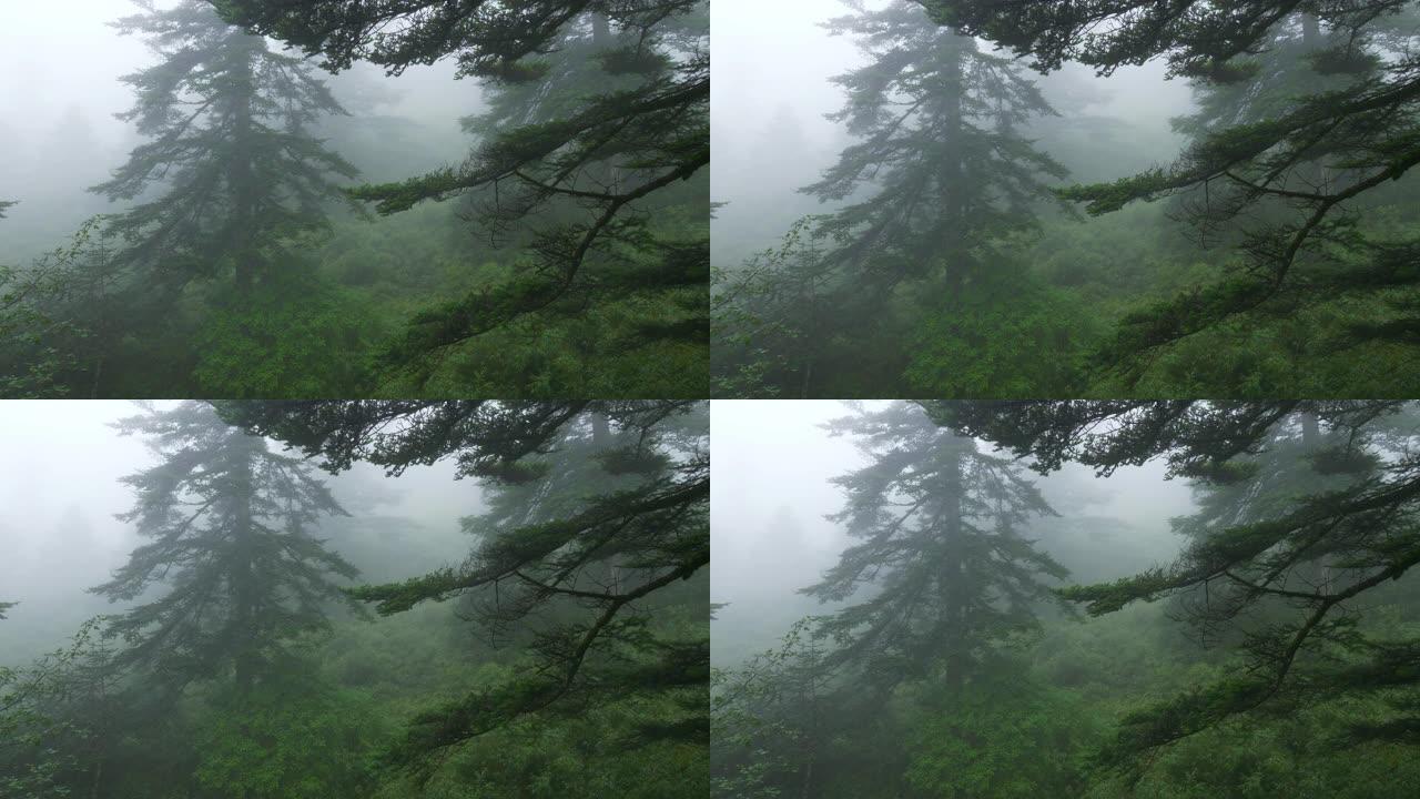 雾森林浓雾意境唯美