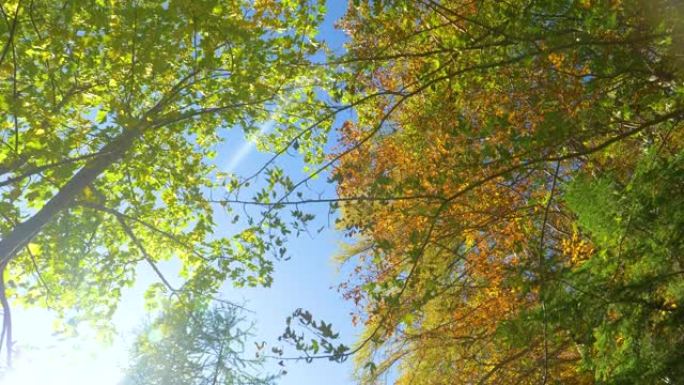 镜头耀斑: 美丽的秋天彩色树梢伸向晴朗的蓝天。