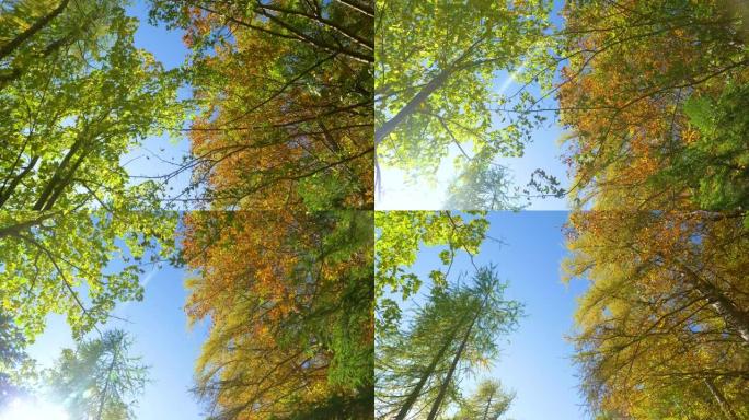 镜头耀斑: 美丽的秋天彩色树梢伸向晴朗的蓝天。