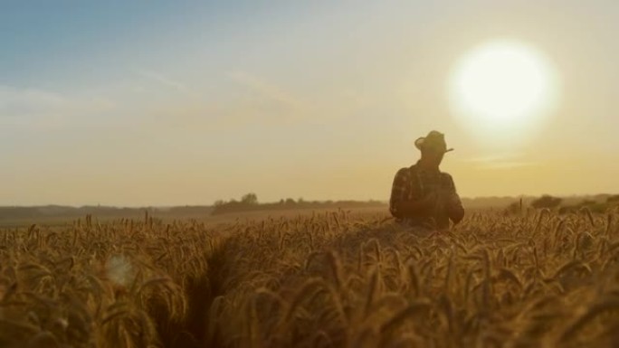 SLO MO农民在日落时穿过麦田