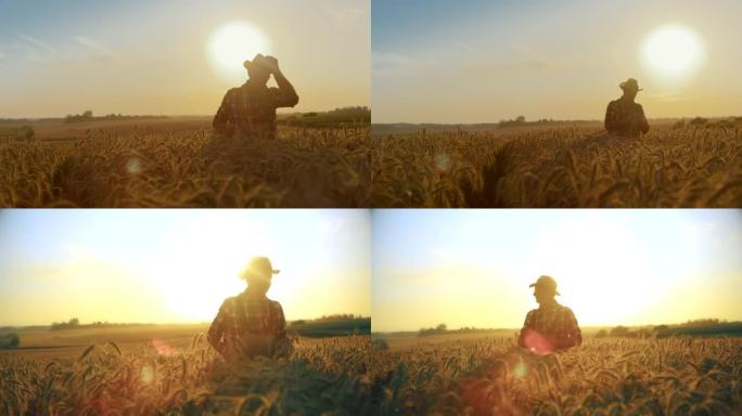 SLO MO农民在日落时穿过麦田