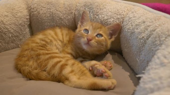 特写: 疲惫的小橙色小猫在舒适的床上从紧睡中醒来。