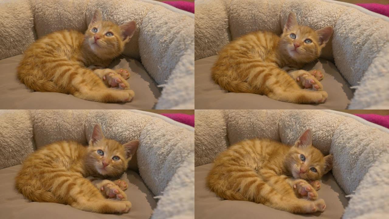 特写: 疲惫的小橙色小猫在舒适的床上从紧睡中醒来。