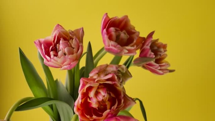 近距离延时生长的大芽郁金香花和绿色花瓣。在背景中详细介绍美丽盛开的花束植物。可爱的浪漫自然清新芬芳装