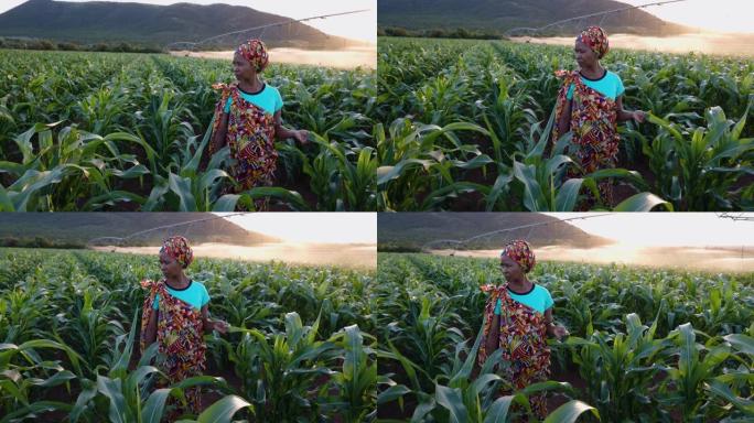 特写肖像。身穿传统服装的非洲黑人女农民在日落时站在一个大玉米作物中。背景灌溉