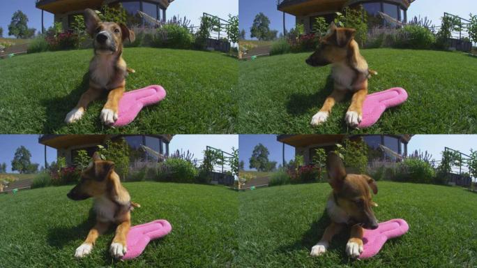 慢动作: 可爱的小狗躺在阳光明媚的花园里，上面有粉红色的心形枕头