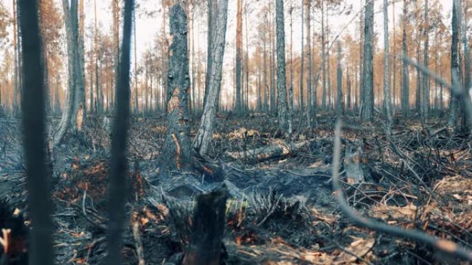 烧坏的树林与阴燃的地面