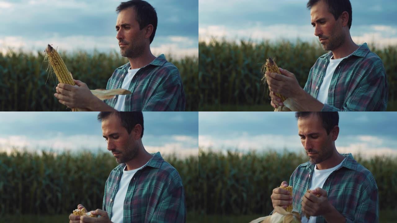 一个男人在玉米田里拿着玉米并检查其质量的肖像。一位专业的中年农民确保了有机玉米芯的质量和农作物的健康