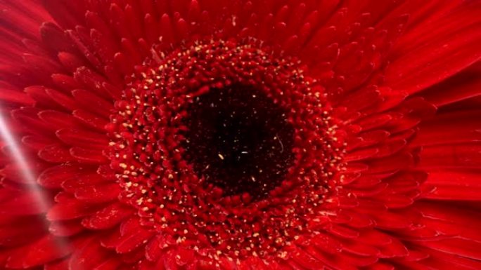 红非洲菊的宏观