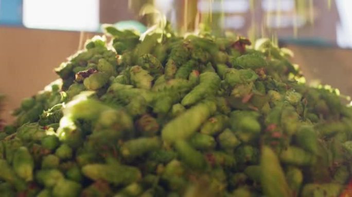 生物生啤酒花的特写镜头是直接从工业容器中的植物中收获的，该容器用于生态工艺啤酒厂的高品质啤酒生产。