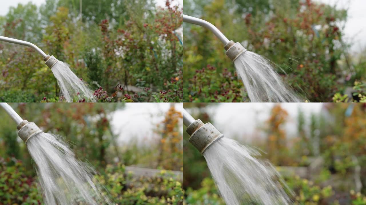 苗圃花园软管浇水植物的特写