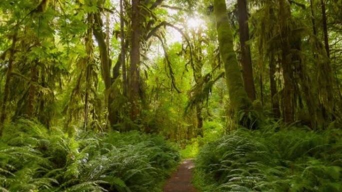 美国华盛顿奥林匹克国家公园的雨林。相机在长满苔藓和灌木丛的树木之间沿着路径移动。HDR 4k万向节射