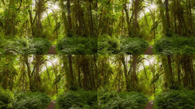 美国华盛顿奥林匹克国家公园的雨林。相机在长满苔藓和灌木丛的树木之间沿着路径移动。HDR 4k万向节射