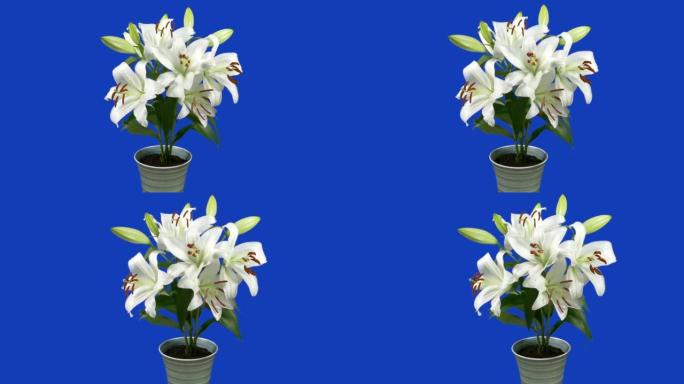 蓝色屏幕上孤立的花瓶中的热带大花