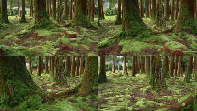 在亚速尔群岛的葡萄牙群岛圣米格尔岛上，树木长满了壮丽的苔藓。在魔法森林的树丛中漫步。万向节射击，4K