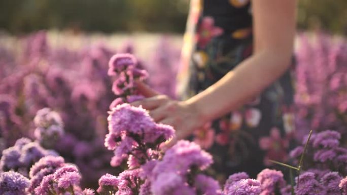 手与盛开的薰衣草手抚摸鲜花花朵户外享受生