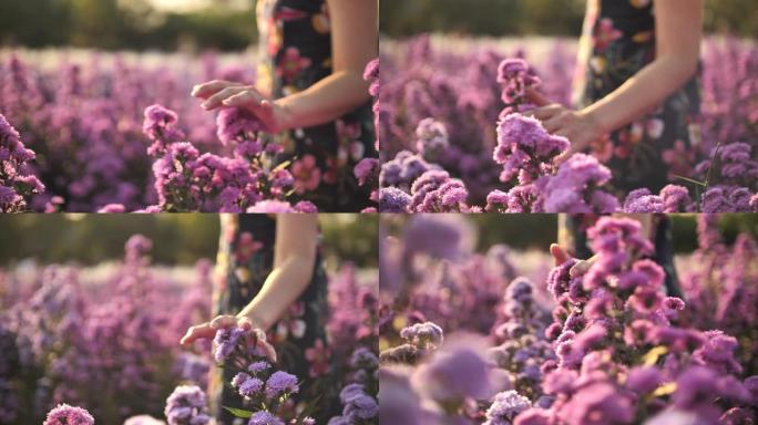 手与盛开的薰衣草手抚摸鲜花花朵户外享受生