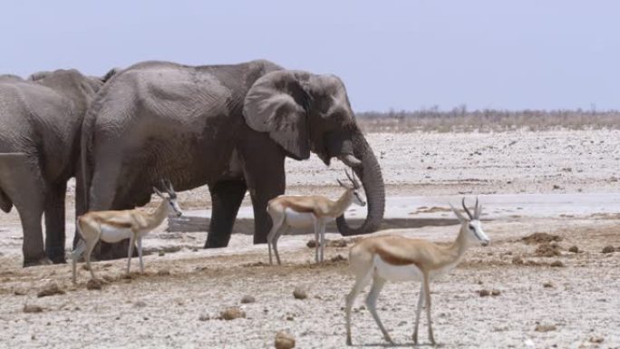 非洲纳米比亚埃托沙国家公园水上MS大象和跳羚