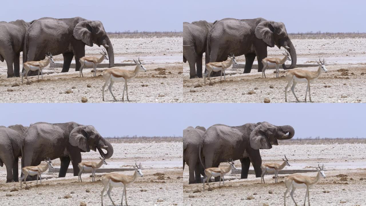 非洲纳米比亚埃托沙国家公园水上MS大象和跳羚