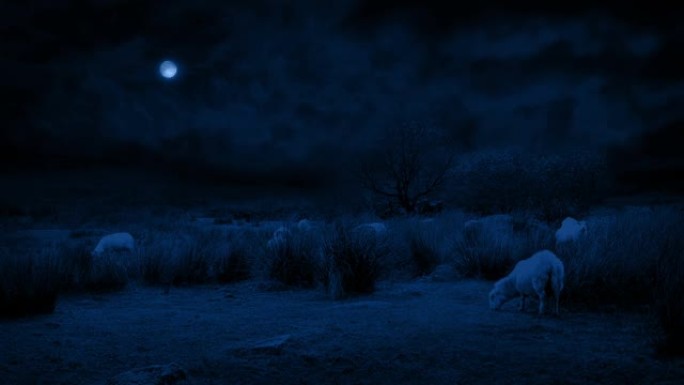 绵羊在月光下的野外风景中吃草