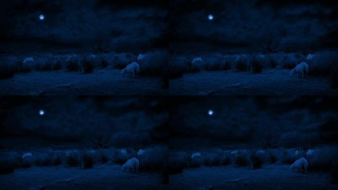 绵羊在月光下的野外风景中吃草