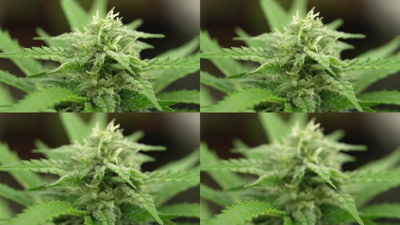 MACRO:大麻植物的顶部覆盖着微小的大麻素液滴。