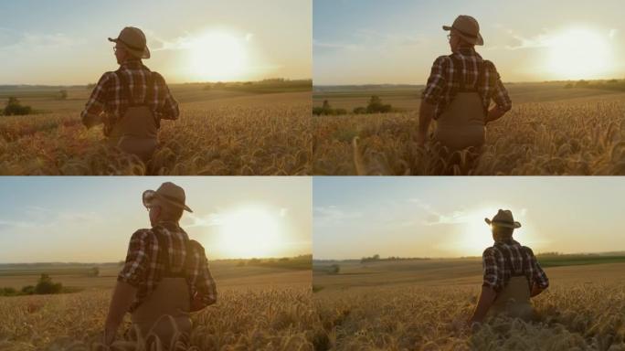 SLO MO高级农民在日落时穿过麦田