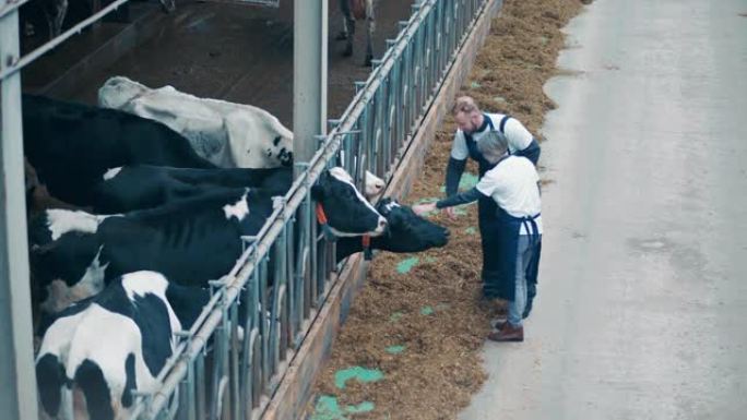 牛房工人正在抚摸奶牛
