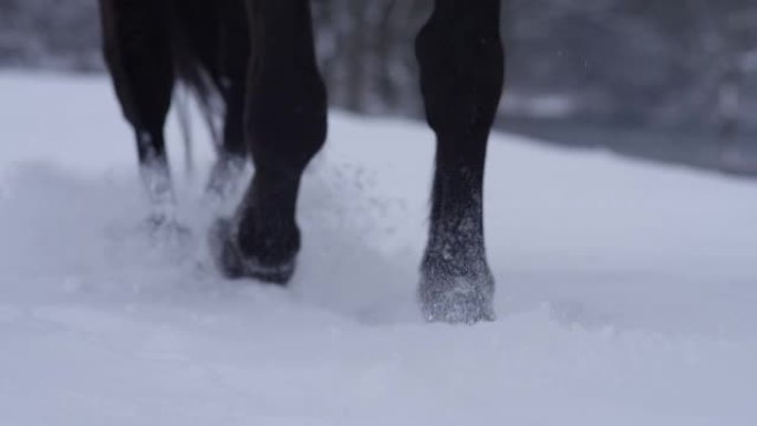 特写，dop: 年轻的纯种母马在12月的深雪中行走。