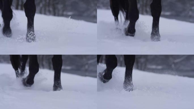 特写，dop: 年轻的纯种母马在12月的深雪中行走。