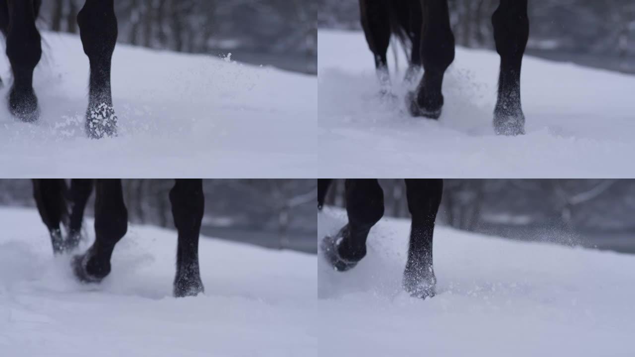 特写，dop: 年轻的纯种母马在12月的深雪中行走。