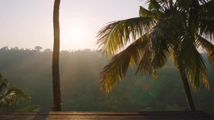 日出时美丽的热带棕榈树景观丛林从甲板风景度假目的地暑假旅游4k