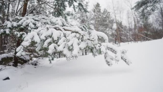 松树树枝覆盖着新鲜的雪