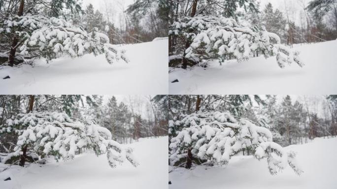 松树树枝覆盖着新鲜的雪