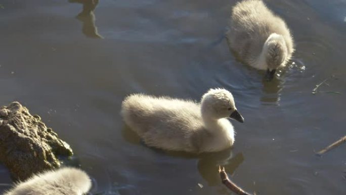 特写: 灰天鹅小鸡在阴暗的池塘里游泳，在阳光明媚的夏日傍晚觅食。