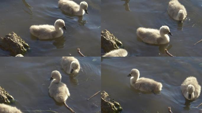 特写: 灰天鹅小鸡在阴暗的池塘里游泳，在阳光明媚的夏日傍晚觅食。