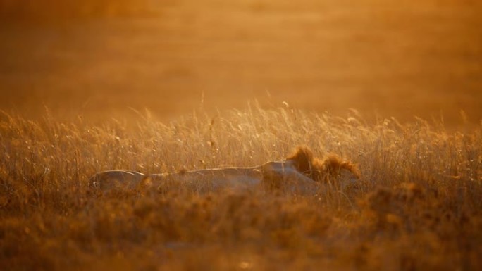 狮子与鬃毛睡在野生动物保护区的金色草地上