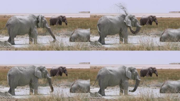 WS大象在非洲纳米比亚的沙漠水中飞溅