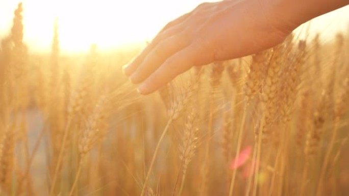 特写: 无法辨认的女人在金色的日落时轻轻地触摸正在生长的小麦