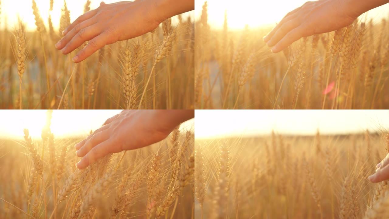 特写: 无法辨认的女人在金色的日落时轻轻地触摸正在生长的小麦