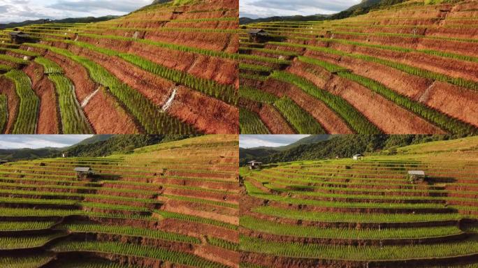 绿色季节东南亚梯田水稻农业的鸟瞰图