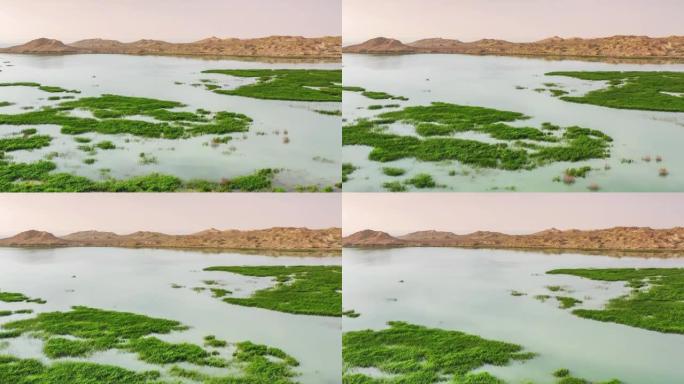 雅丹沙漠和丰富的水草可以和谐存在