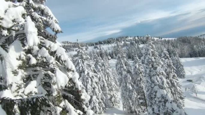 FPV无人机: 白色林间空地和木屋中壮丽的冰雪覆盖的云杉