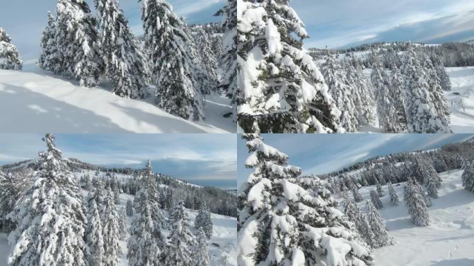 FPV无人机: 白色林间空地和木屋中壮丽的冰雪覆盖的云杉