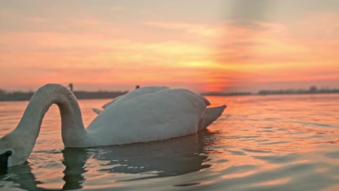 水下白天鹅的轮廓野生动物保护生物多样性日